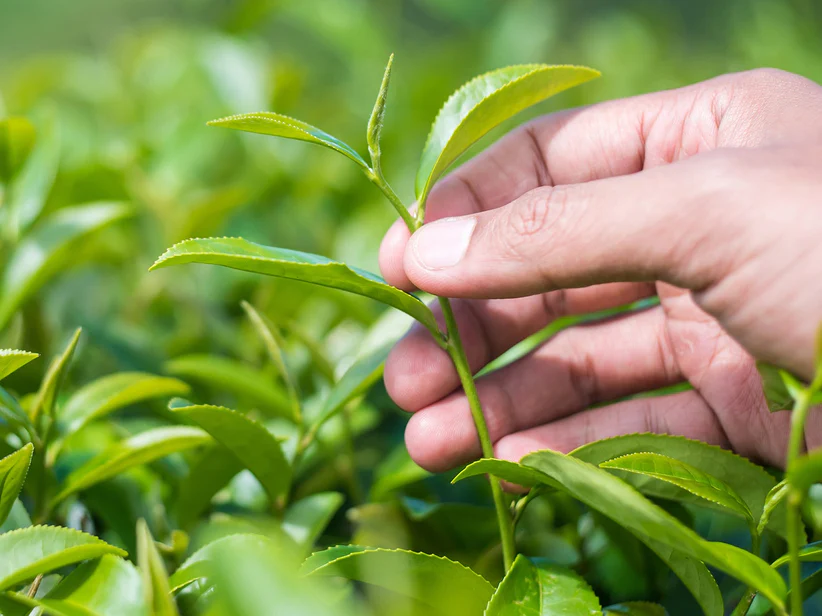 Dưỡng lão nào là tốt nhất cho da